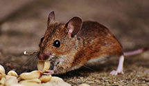 24 Hour & Emergency Exterminators in Middletown, OH